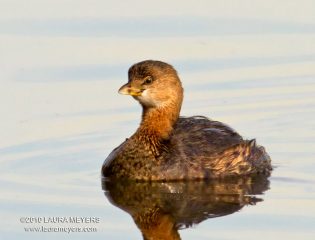 Pied-billed Grebe