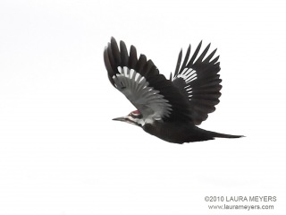 Pileated Woodpecker in flight