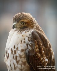 Red-tailed Hawk Closeup