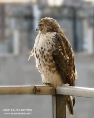 Red-tailed Hawk