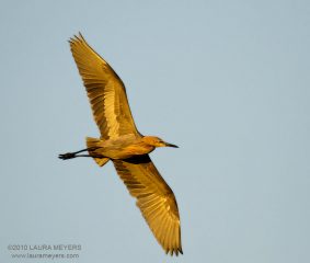 Reddish Egret in flight