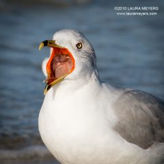 Ringed-bill Gull