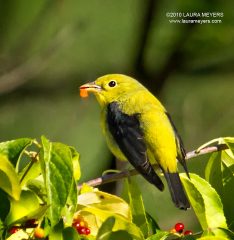 Scarlet Tanager Fall Male