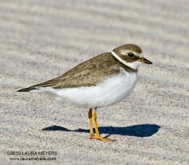 Semipalmated Plover