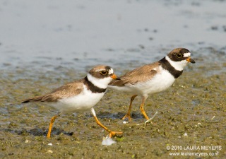 Semipalmated Plovers
