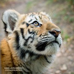 Siberian Tiger Cub