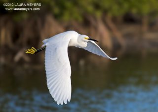 Snowy Egret in flight