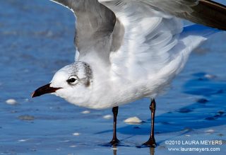 Laughing Gull