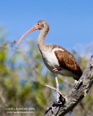 White Ibis immature