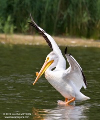 American White Pelican