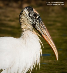 Wood Stork