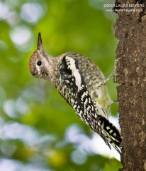 Yellow-bellied Sapsucker juvenile