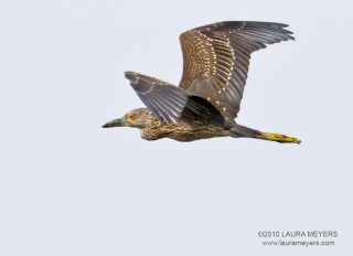 Yellow-crowned Night-Heron in flight
