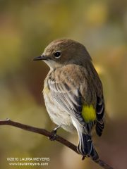 Yellow-rumped Warbler