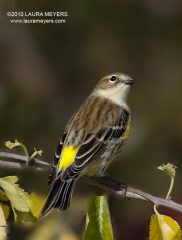 Yellow-rumped Warbler