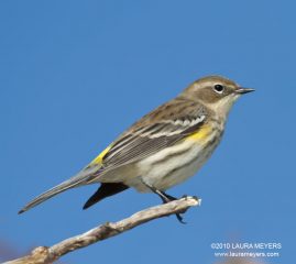 Yellow-rumped Warbler
