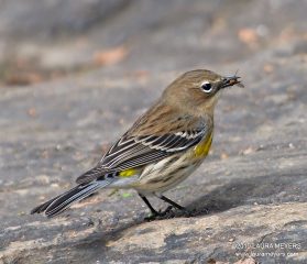 Yellow-rumped Warbler with fly