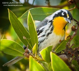 Yellow-throated Warbler