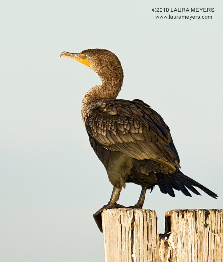 Double-crested Cormorant immature