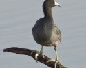 American Coot