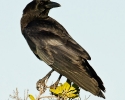 American Crow
