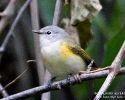 American Redstart female