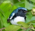 Black-throated Blue Warbler