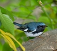 Black-throated Blue Warbler