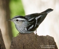Black and White Warbler