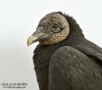 Black Vulture