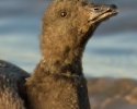 Brant
