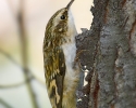 Brown Creeper