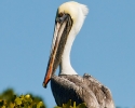 Brown Pelican