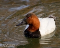 Canvasback male