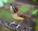 Carolina Wren