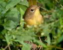 Common Yellowthroat Warbler