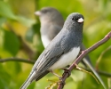 Dark-eyed Junco