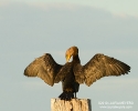 Double-crested Cormorant Juvenile