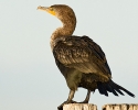 Double-crested Cormorant immature