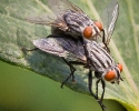 Flesh Flies mating