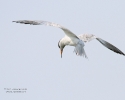 Forster\'s Tern in flight