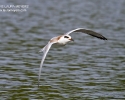 Forster\'s Tern Juvenile in flight