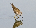 Greater Yellowlegs