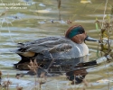 Green-winged Teal