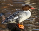Common_merganser_female_4997