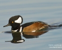 Hooded Merganser Male