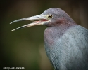 Little Blue Heron
