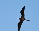 Magnificent Frigatebird