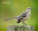 Northern Mockingbird