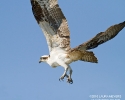 Osprey in flight